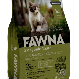 Fawna gato kitten